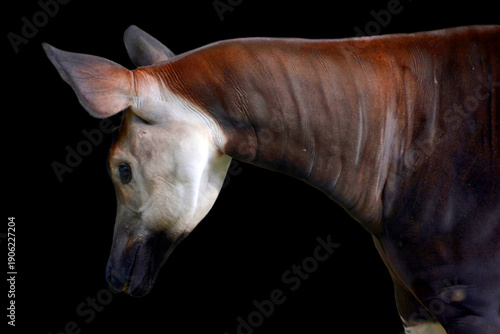 Photography Okapi ( Okapia johnstoni), also known as the forest giraffe or zebra giraffe, is an artiodactyl mammal native to the northeast of the Democratic Republic of the Congo in Central Africa