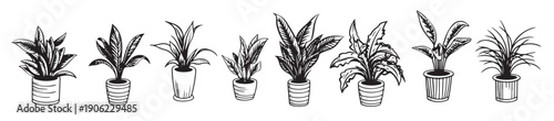 houseplant in pots sketch illustration