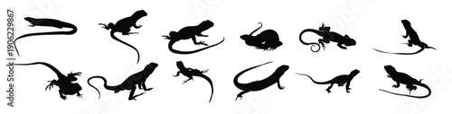 set lizard silhouette vector illustration