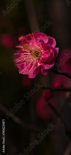 Pink Plum Blossom Close - up