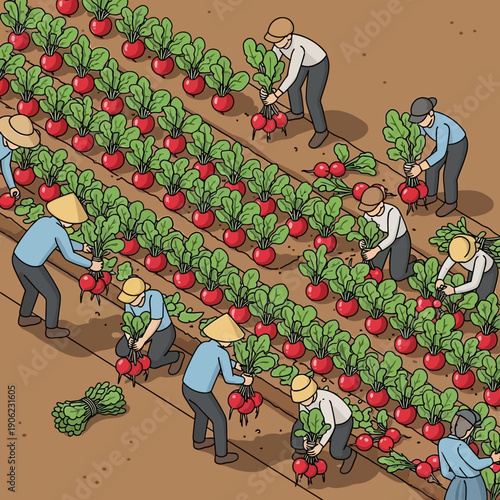 Farmers harvesting ripe tomatoes in a field.