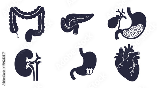 A collection of human organ illustrations on a white background.