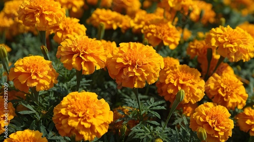 Vibrant Orange Marigold Flowers Blooming in a Lush Garden on a Sunny Day.