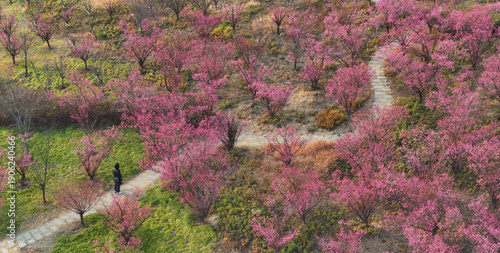 Enjoying the plum blossoms at Huangsi River Ecological Park in Zhangjiagang