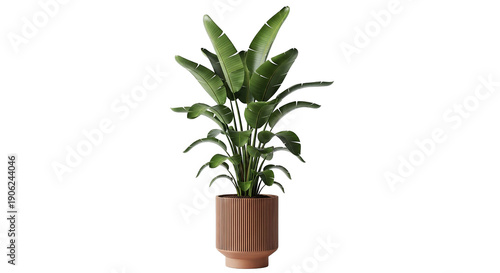 Bird Of Paradise Plant In Modern Terracotta Ribbed Pot