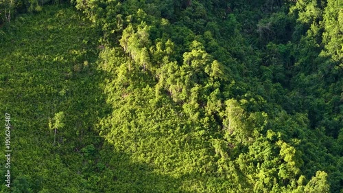 A vibrant landscape reveals the dense, textured foliage of a forest, illuminated by dappled sunlight.