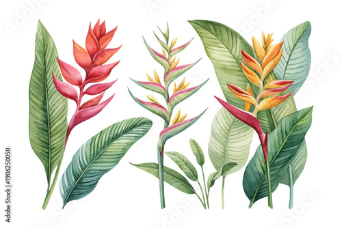 Watercolor Heliconia Bloom, Vibrant Tropical Floral Vector Illustration Isolated on White