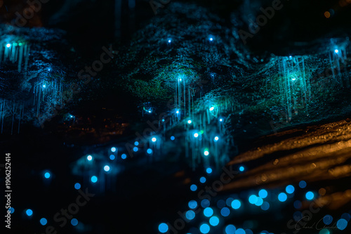 Close up of bioluminescent glow worms illuminating on rock wall with blue natural light. Captured in long exposure night photography, the bioluminescent larvae of a primitive fly Arachnocampa species