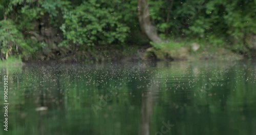 Swarm of mosquitoes hovering above the water surface of the Una River in Bosnia. Natural riverside habitat illustrating insects that can transmit mosquito-borne diseases in a forest ecosystem.