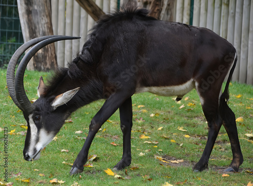 The sable antelope (Hippotragus niger) is a large antelope which inhabits wooded savanna in East and Southern Africa, from the south of Kenya to South Africa, with a separated population in Angola