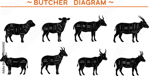 Comprehensive butcher diagram set featuring detailed meat cuts for various livestock including sheep goat and cattle with anatomical labels for culinary education