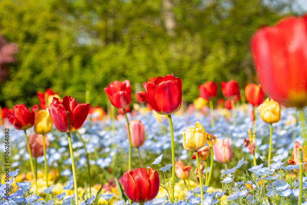 Obraz premium 春の公園の花畑に咲く赤いチューリップと青いネモフィラ