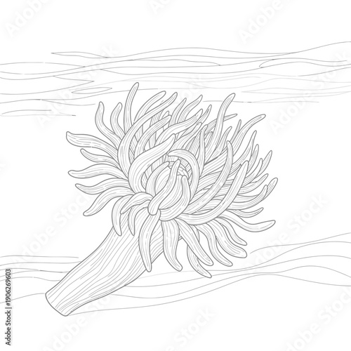 Seaweed ocean plant marine flora.