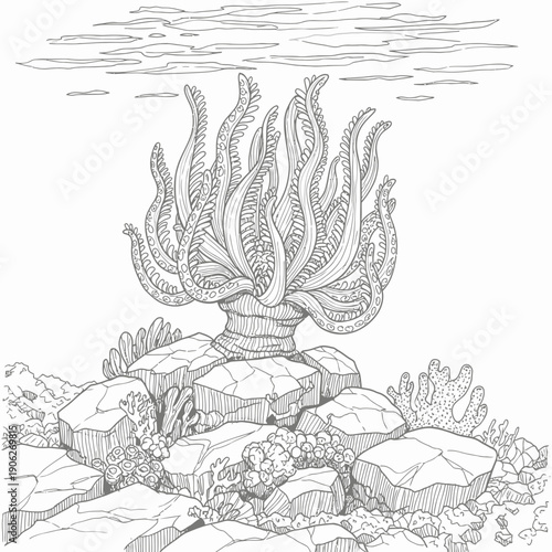 Underwater Seaweed Marine Plant Life.