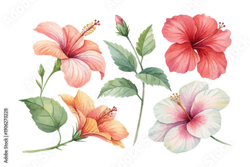 Watercolor Hibiscus Tropical Flower, Exotic Floral Art, vector illustration isolated on white background