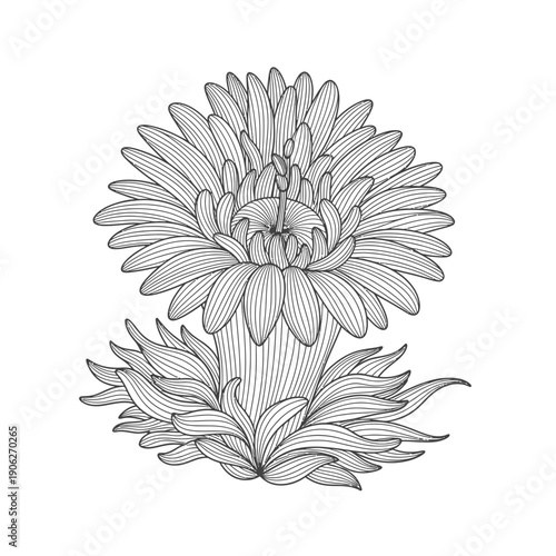 Detailed Illustration of a Chrysanthemum Flower.