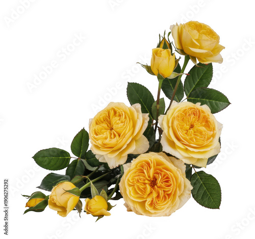 Yellow roses flowers bouquet isolated on a transparent background