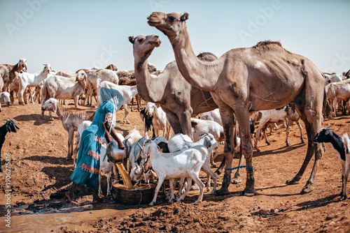 Photos At the well, a woman pours water from in a barrel, as camels and goats drink side by side in the desert sun