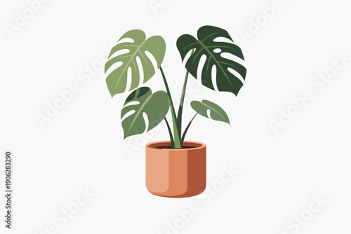 Flat vector illustration of potted Monstera deliciosa houseplant with green leaves in terracotta pot isolated on white
