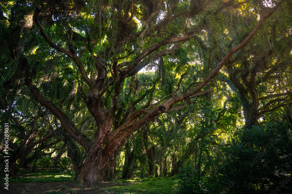 Obraz premium giant tree