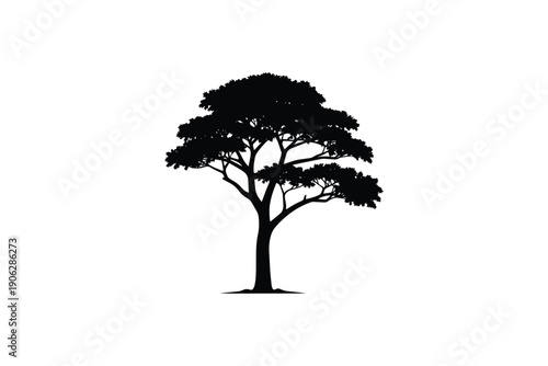 Acacia tree silhouette isolated on white background for african landscape and savanna nature scenery graphics