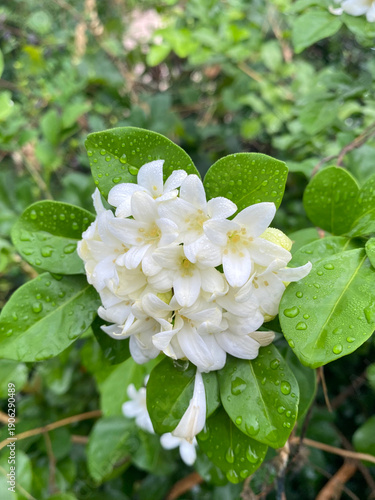 beautiful white orange jasmine flowers in the garden