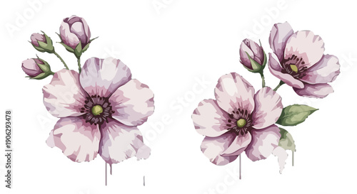 Soft pink anemone flowers and buds with green leaves on transparent background Keywords: anemone flowers, pink flowers, flower