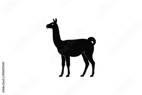 Majestic silhouette of a llama standing, showcasing its elegant profile and distinctive woolly coat