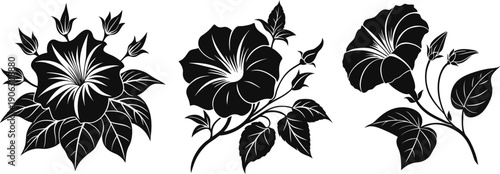 Morning glory flower silhouette vector art on a white background