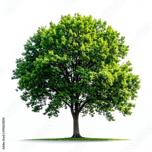 Vibrant green tree isolated on a clean white background.