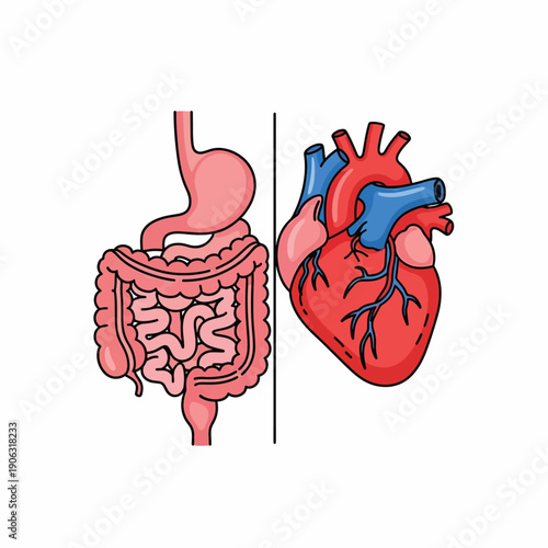 A graphic illustration of the human digestive and circulatory systems