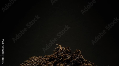 Close-up time-lapse of small plant sprouting from seed in soil, showing early growth stages.