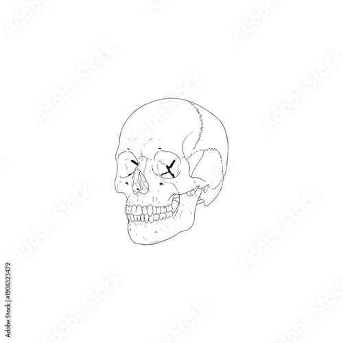 Human biology  anatomy illustration