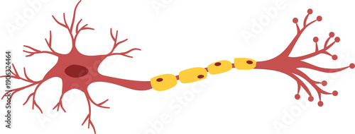 Nerve Cell Neuron, Neuron Cell, human sensory neuron
