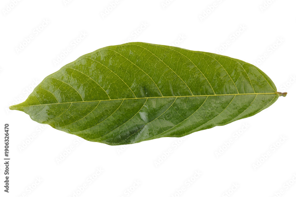 Obraz premium green cocoa leaf isolated on a transparent background