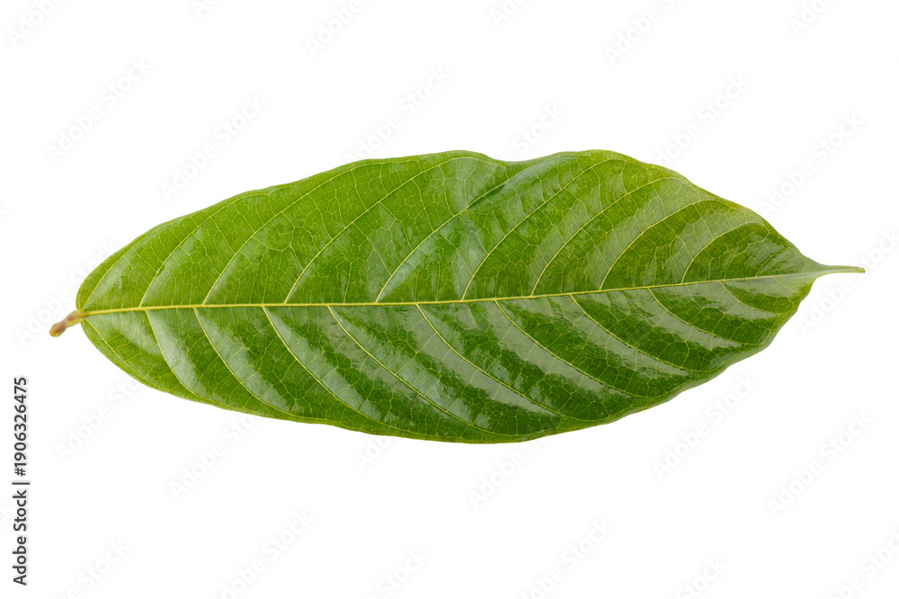 Fototapeta premium green cocoa leaf isolated on a transparent background