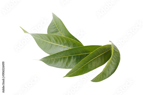 Leaves of the Marian plum isolated on a transparent background