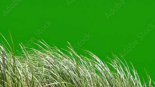 Green grass blades swaying in wind, isolated on green background, natural scenery, outdoor landscape