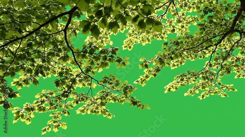 Green tree branches with leaves on a green background, nature photography with a bird perched on a branch