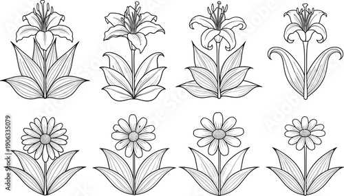Elegant hand drawn vector collection of lily and daisy flower illustrations with leaves for floral design, wedding invitations, gardening, and nature decoration projects.