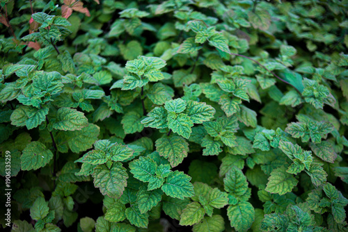 Canvastavla Fresh Patchouli Leaves Close-Up in Natural Garden, Herbal Plant Background”