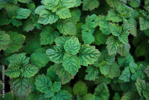 Canvastavla Fresh Patchouli Leaves Close-Up in Natural Garden, Herbal Plant Background”
