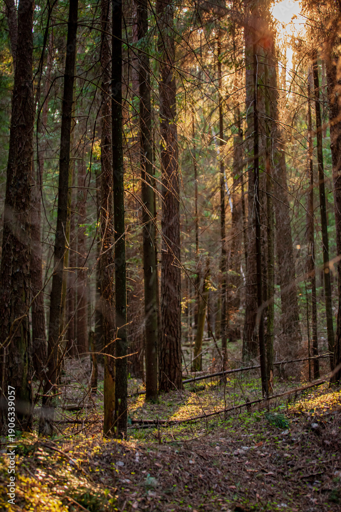 Naklejka premium Golden rays of sunlight shine between the trees, illuminating the peaceful forest path at twilight