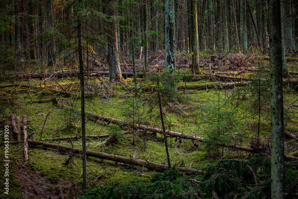 Naklejka premium Tall trees create a serene scene with fallen logs and vibrant moss covering the ground beneath