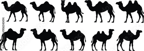 Camel silhouettes illustration set, desert animals collection isolated black livestock wildlife vector transport caravan nature safari design icons