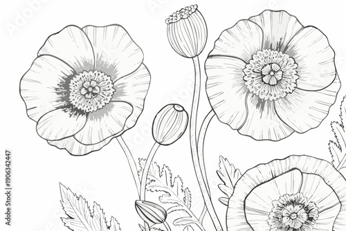Detailed botanical illustration of poppy flowers in grayscale
