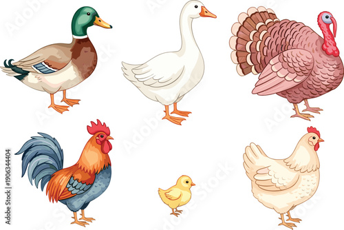Farm poultry birds vector set with rooster hen turkey duck goose and chick isolated on white background for agriculture illustration