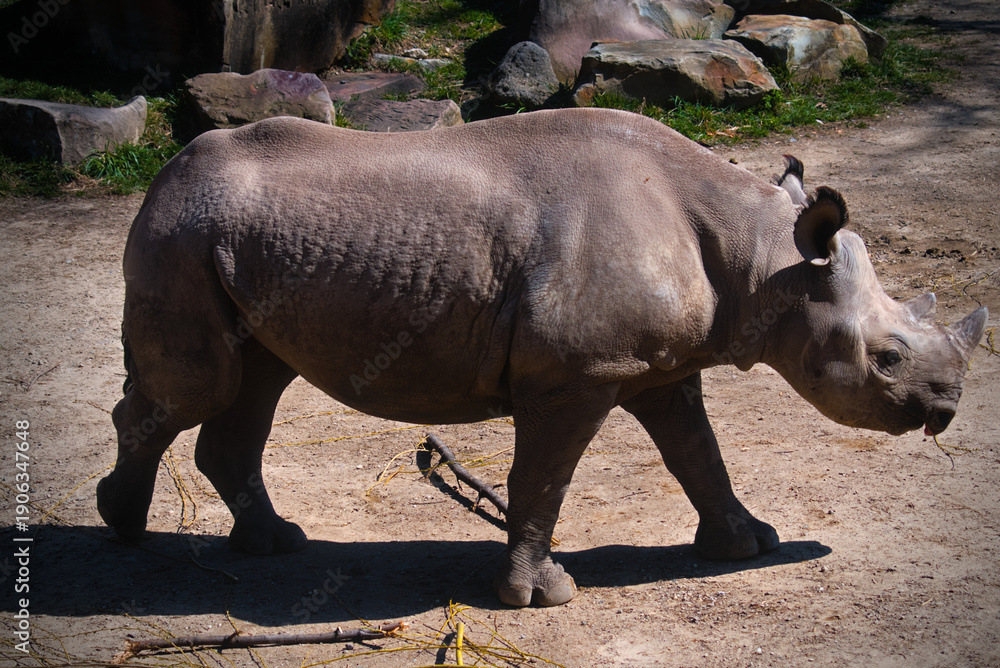 Naklejka premium Rhino Calf at the Zoo