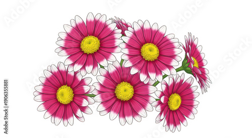 Cluster of vibrant pink and white daisies with bright yellow centers, detailed illustration perfect for spring themes, greetings, and floral designs.