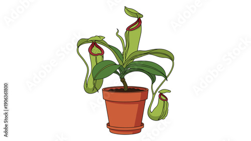 Green carnivorous pitcher plant with multiple hanging traps growing in a brown clay pot on a plain white background.